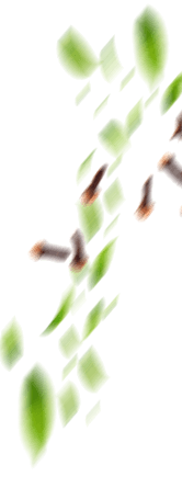 shape-img